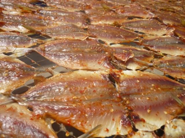 Máy sấy lạnh cá khô