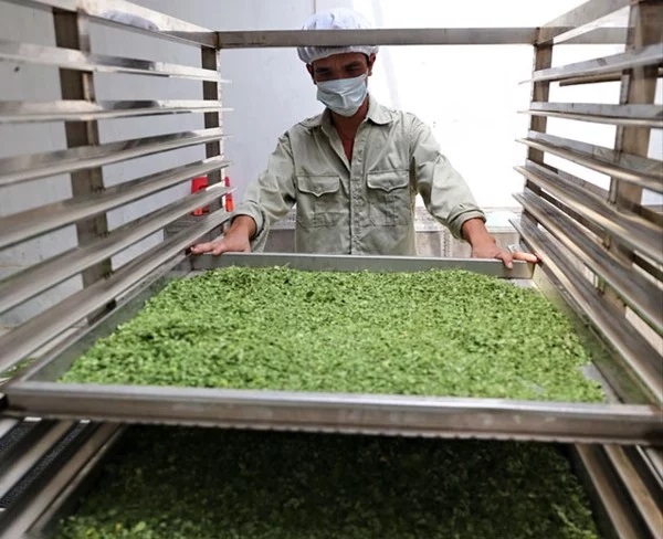 máy sấy lạnh dược liệu