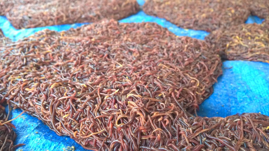 Máy sấy lạnh trùn quế