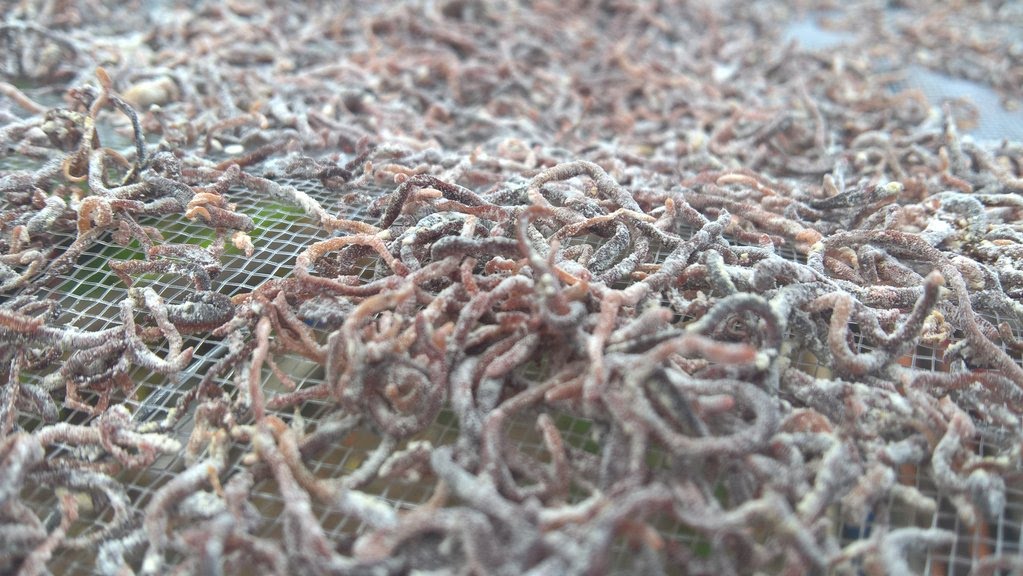 Máy sấy lạnh trùn quế